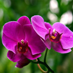 Phalaenopsis Purple Gem B S Phalaenopsis Purple Gem B S
